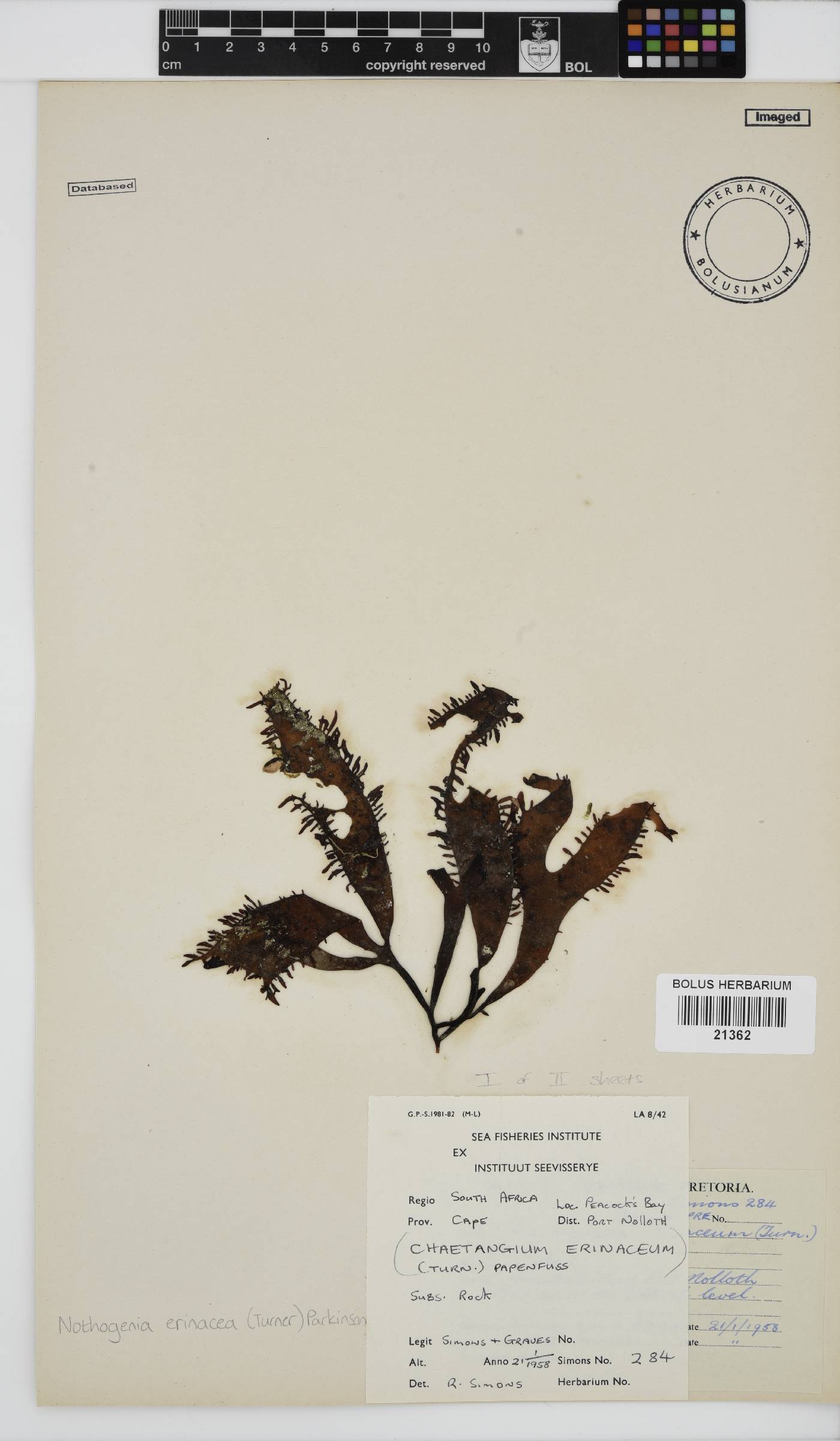 Scinaiaceae image