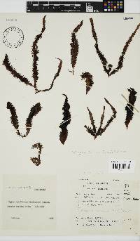 Nothogenia erinacea image