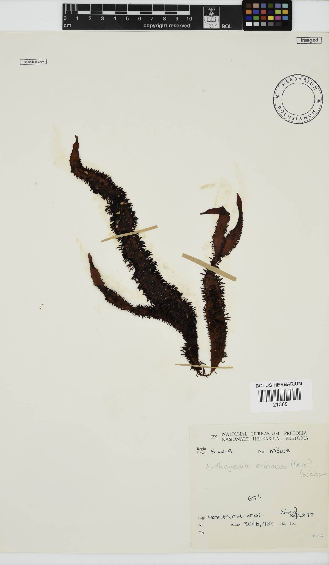 Nothogenia erinacea image