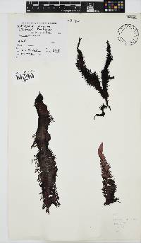 Nothogenia erinacea image