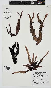 Nothogenia erinacea image
