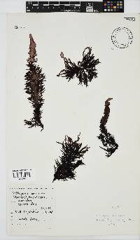 Nothogenia erinacea image