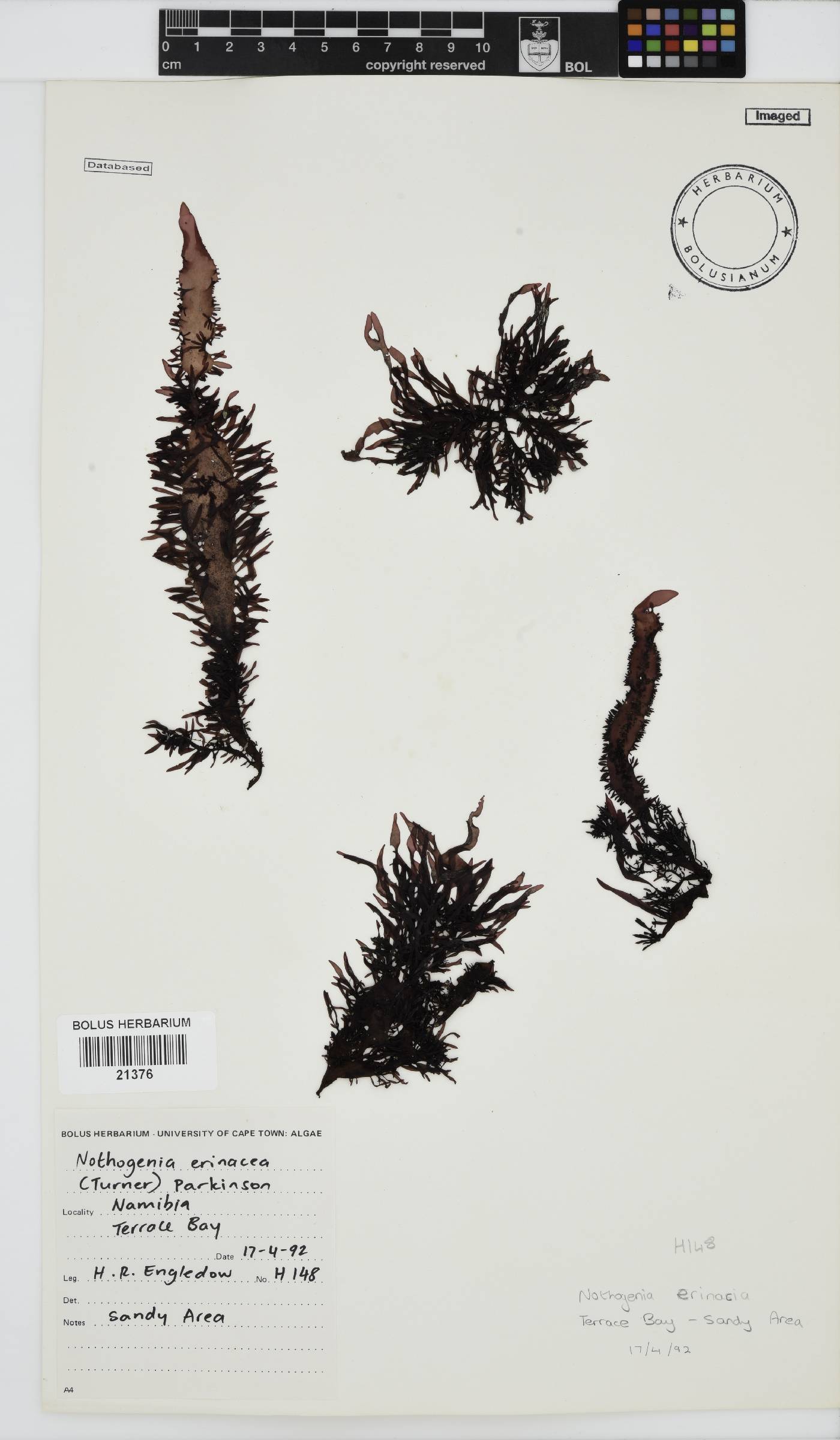 Scinaiaceae image