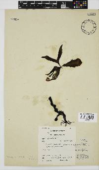Nothogenia erinacea image