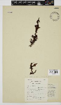 Nothogenia erinacea image