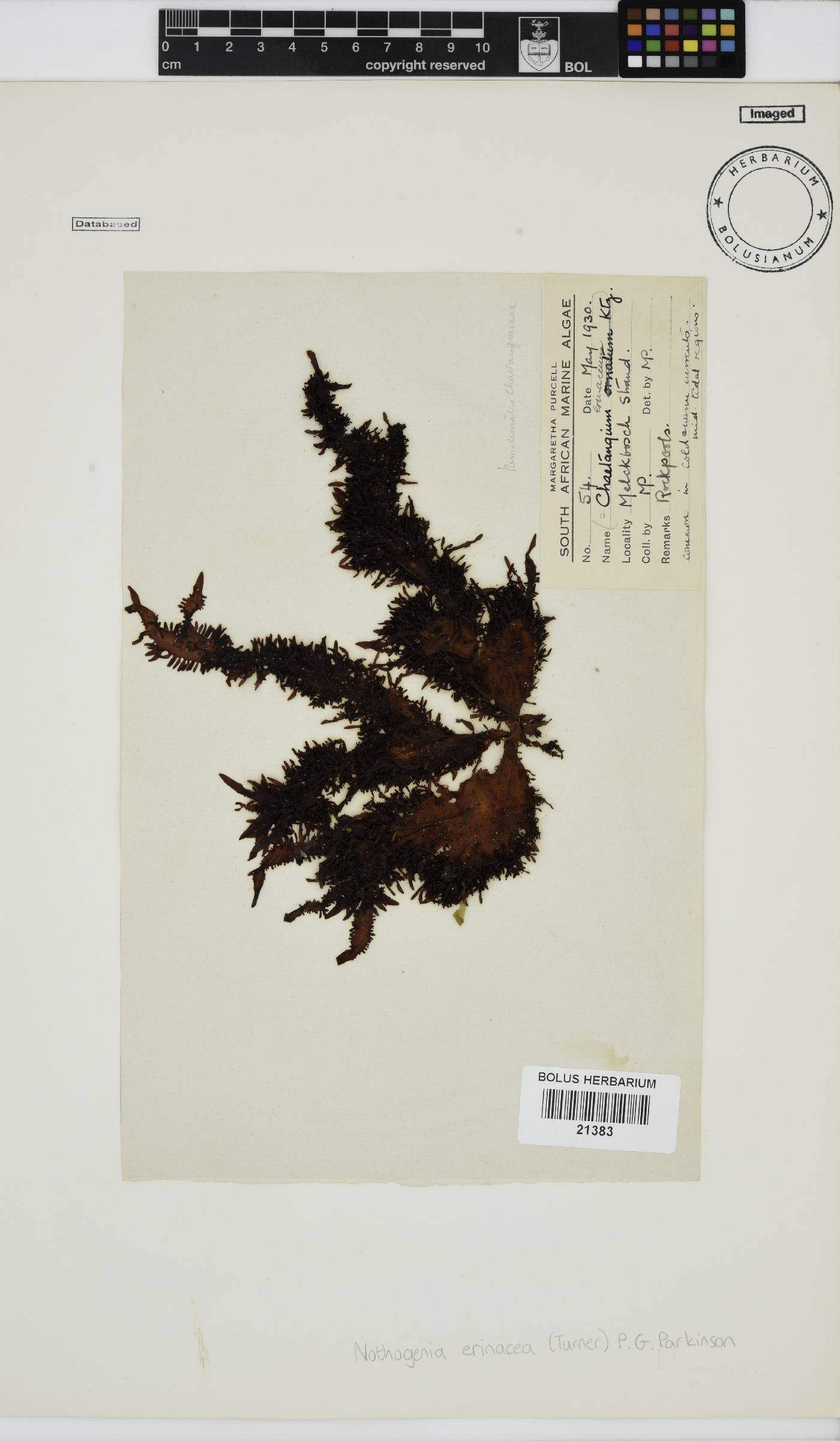 Nothogenia erinacea image