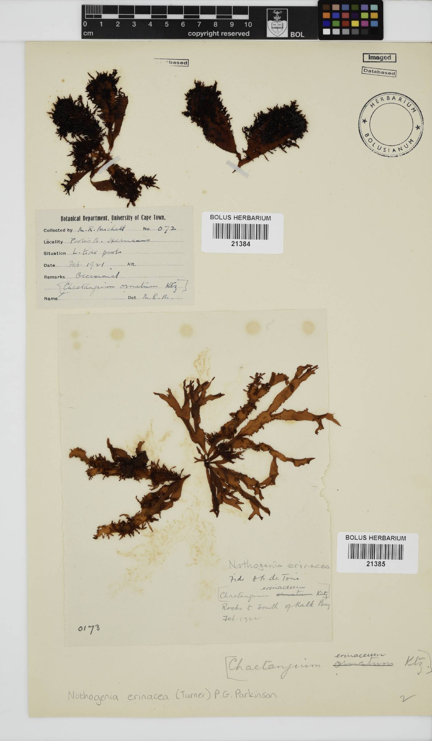 Nothogenia erinacea image