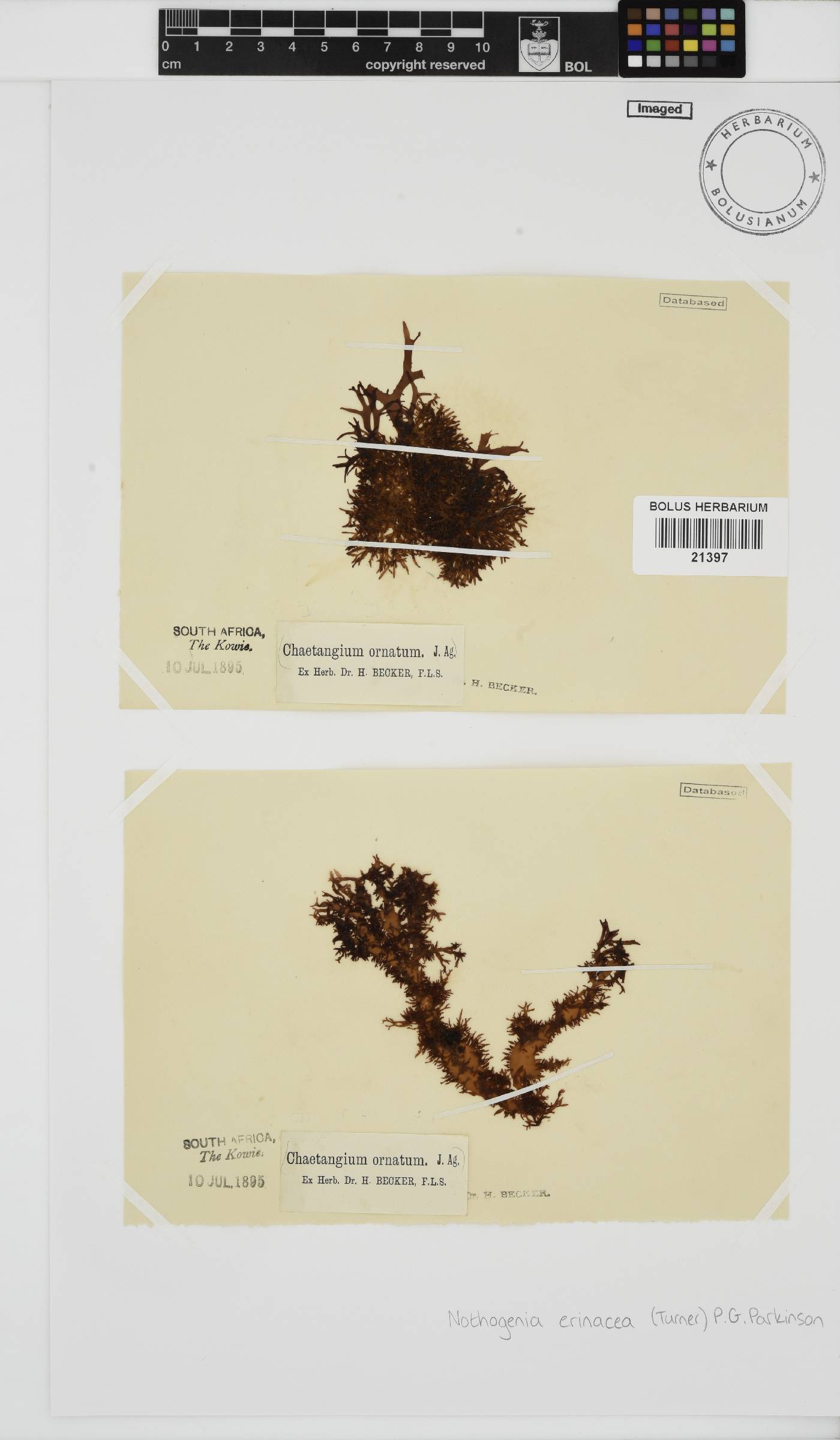 Nothogenia erinacea image