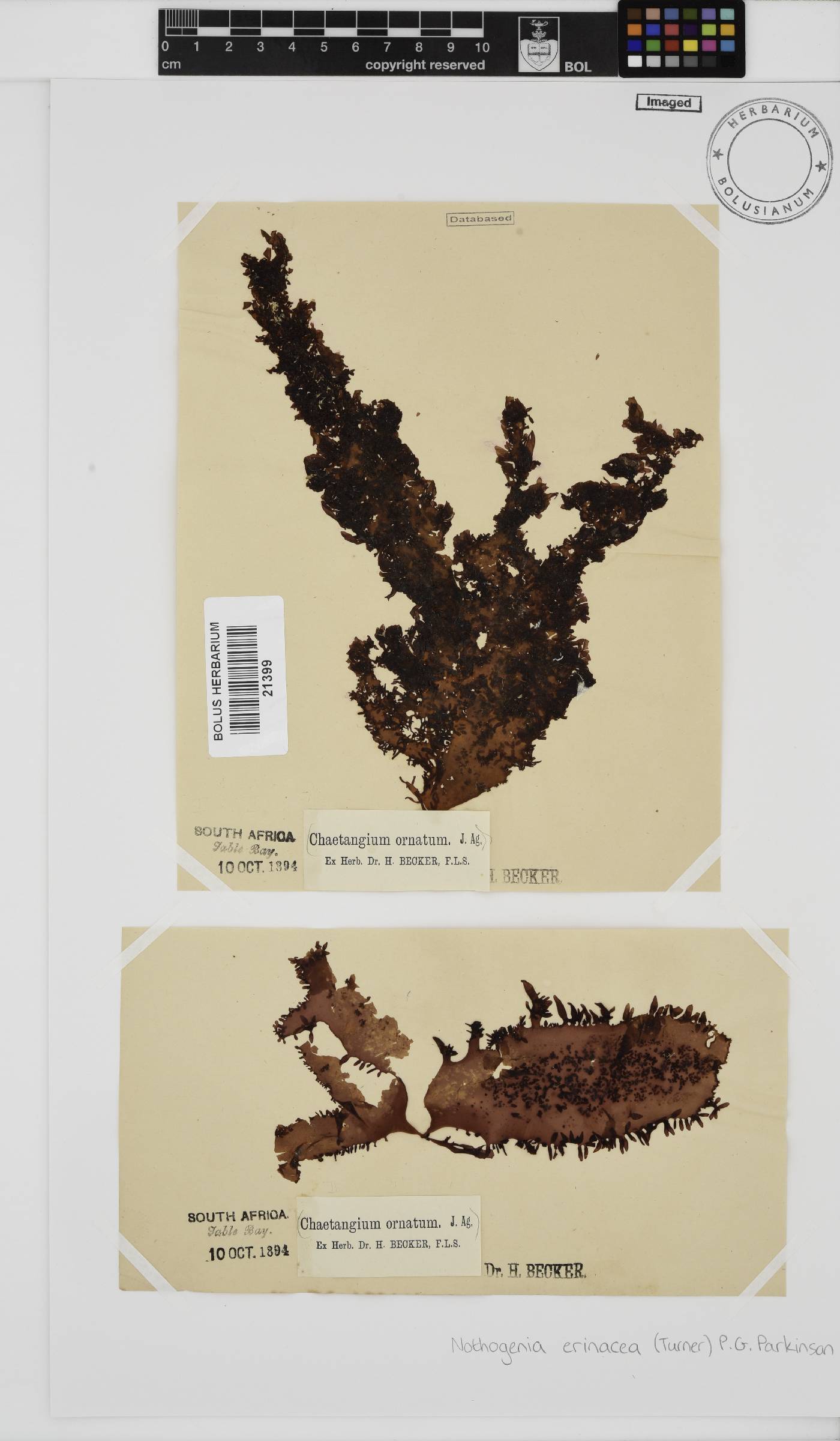 Nothogenia erinacea image