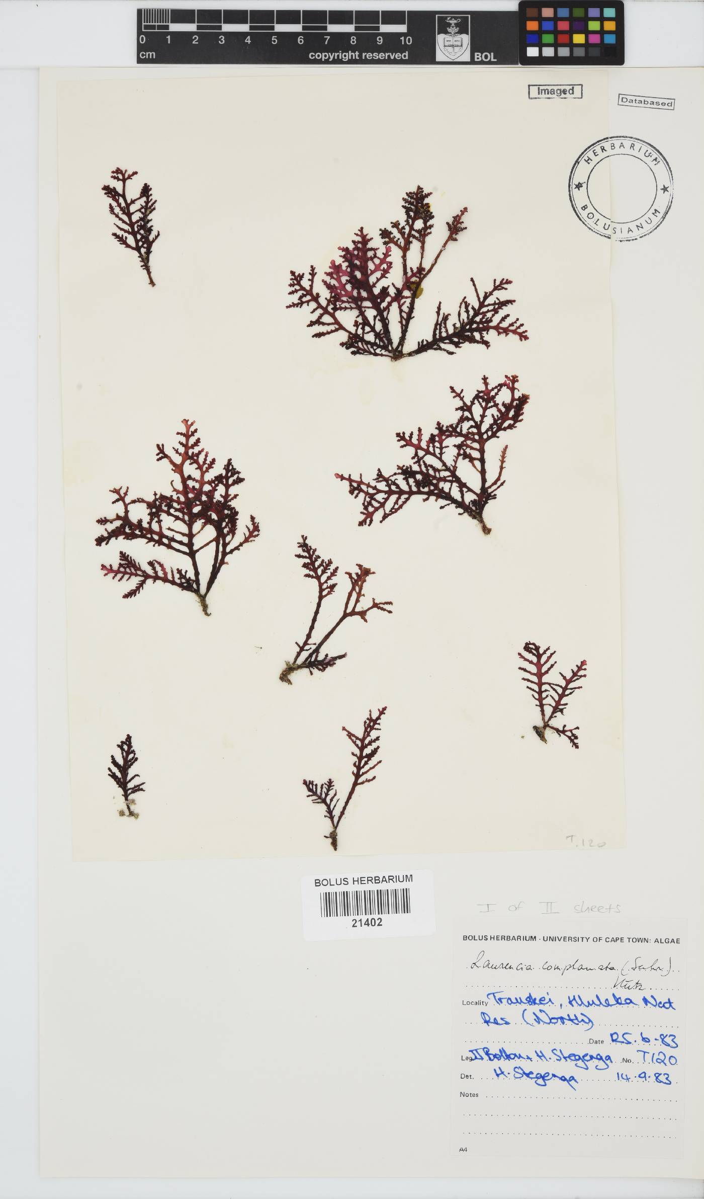 Laurencia image