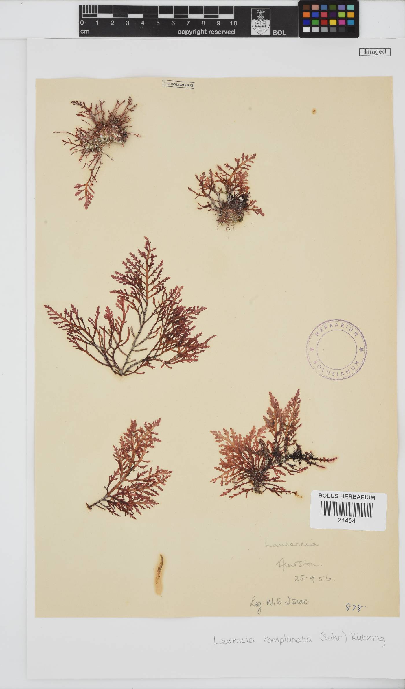 Laurencia complanata image