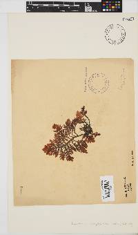 Laurencia complanata image