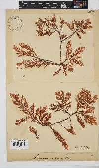 Laurencia complanata image
