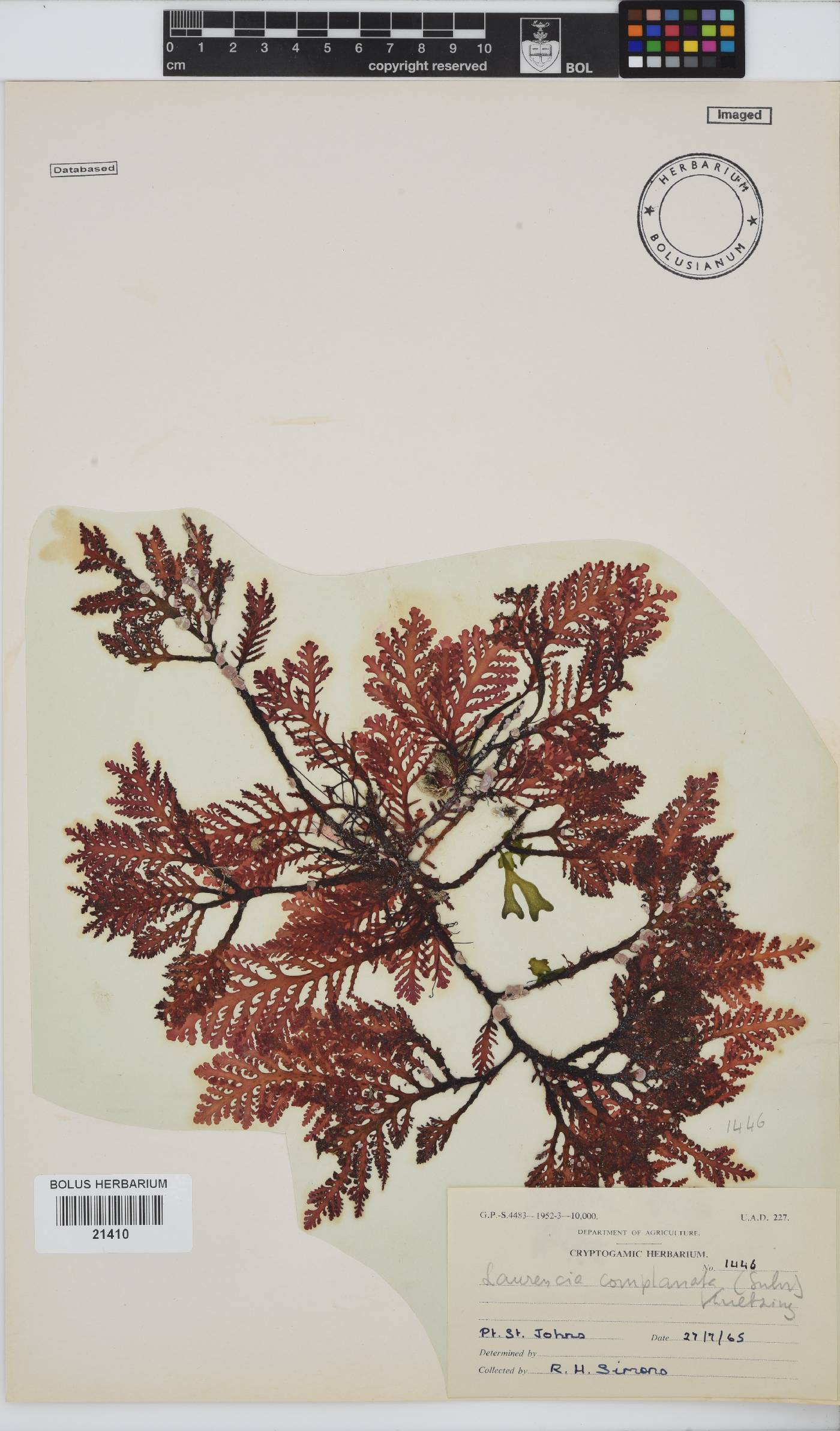 Laurencia complanata image