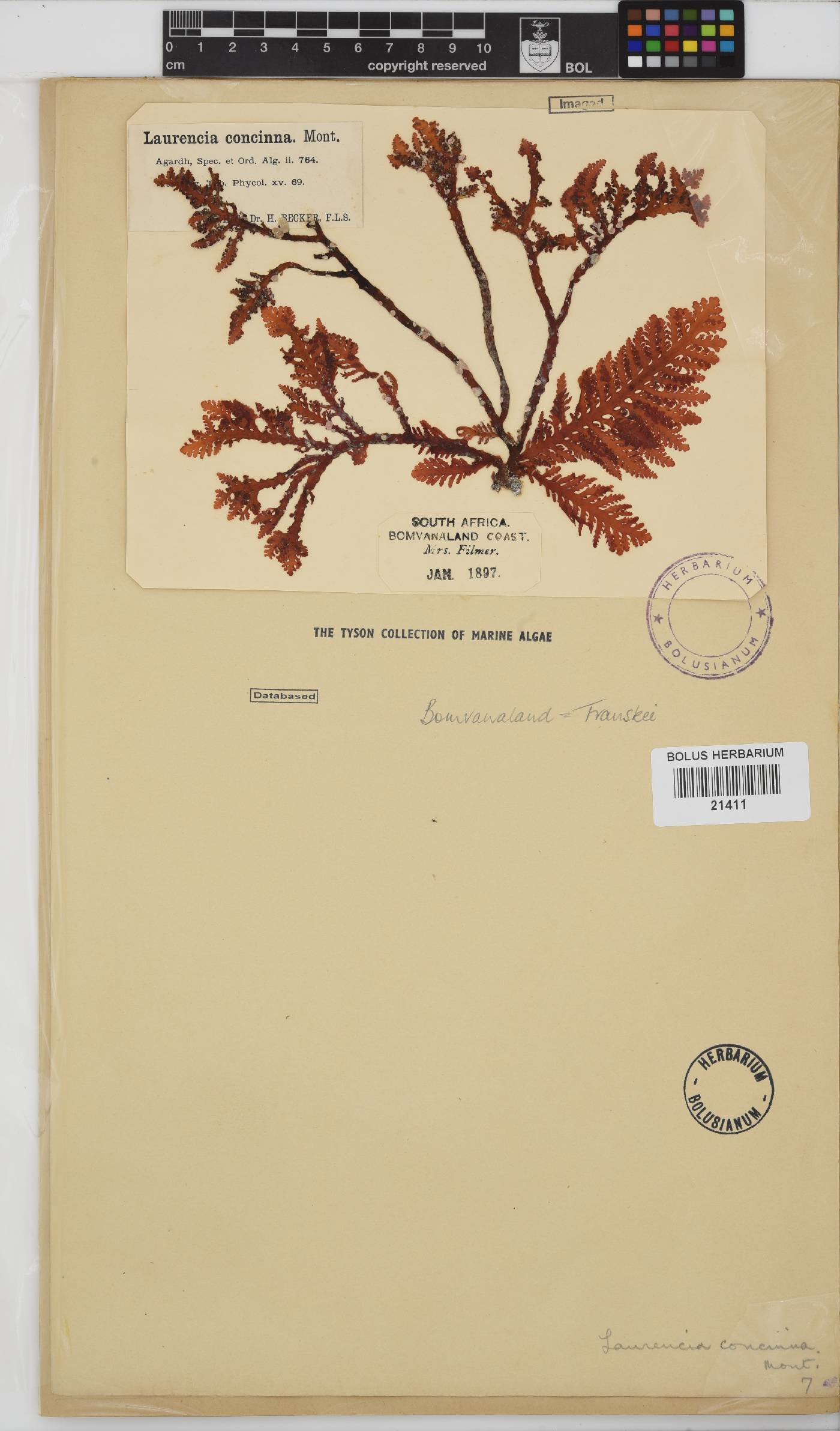 Laurencia brongniartii image