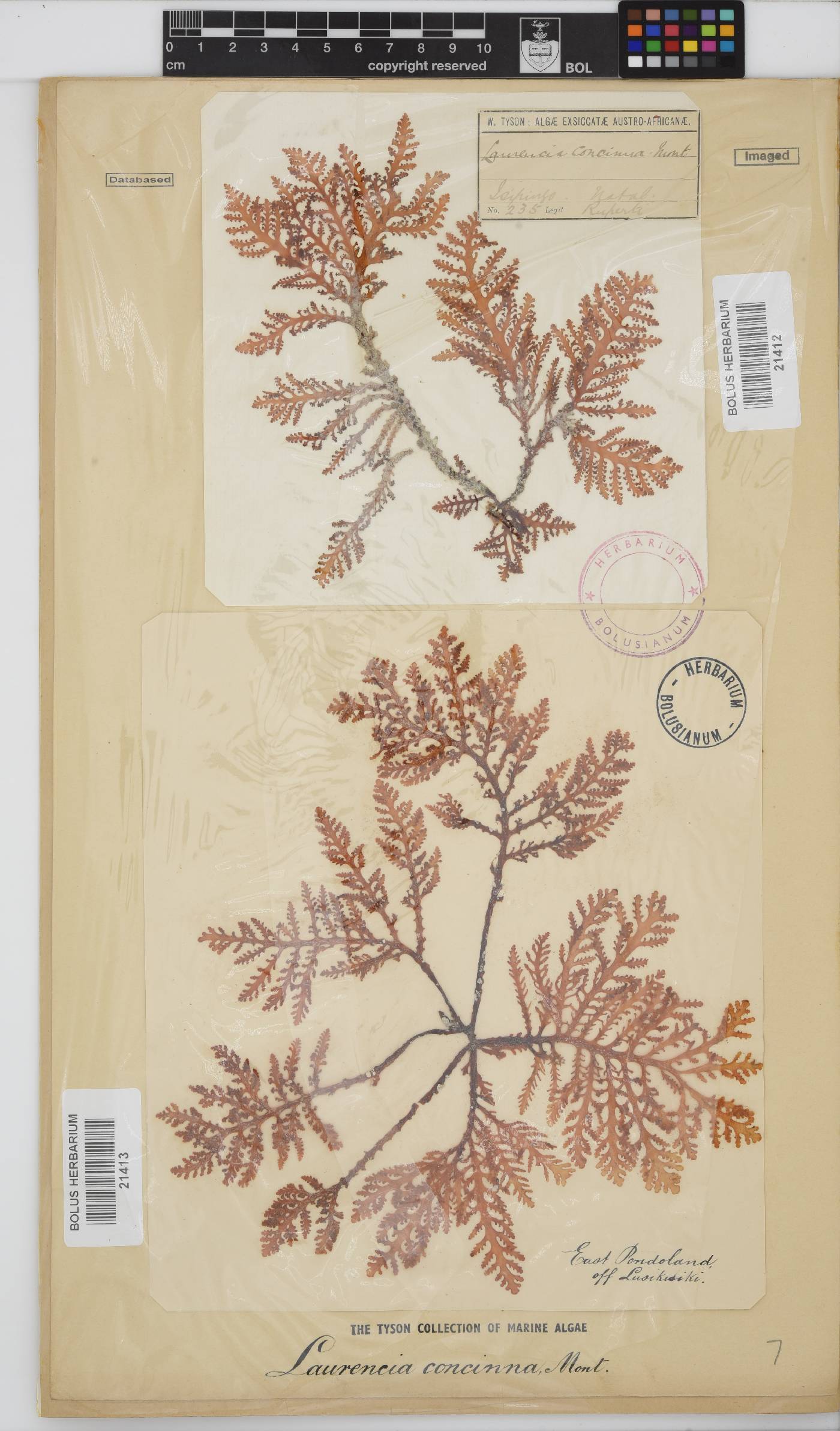 Laurencia brongniartii image