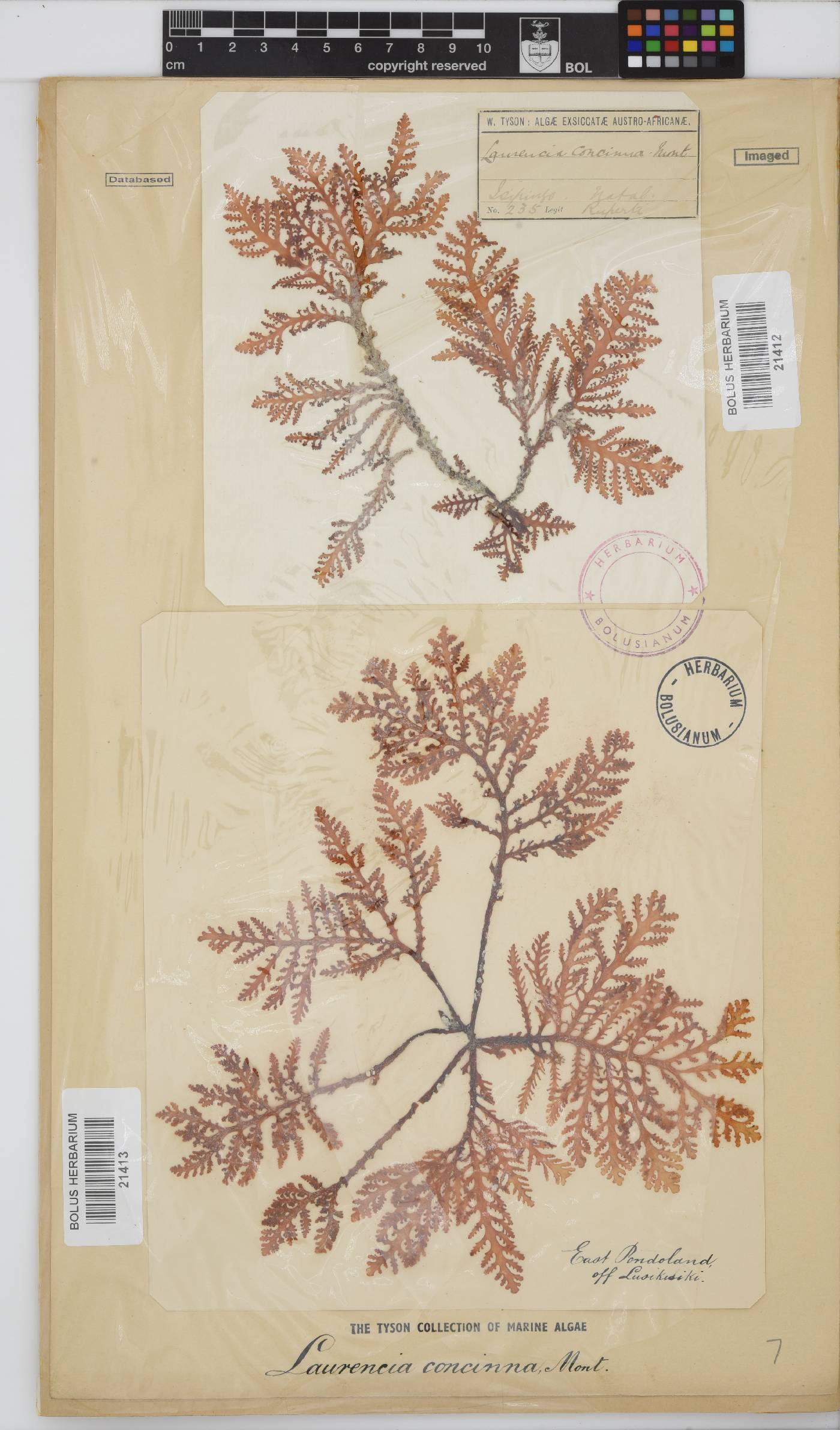 Laurencia brongniartii image