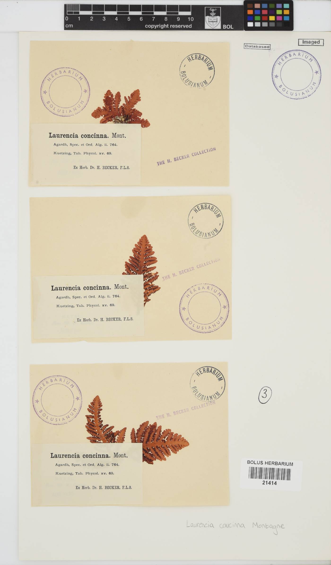 Laurencia brongniartii image