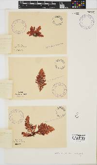 Laurencia brongniartii image