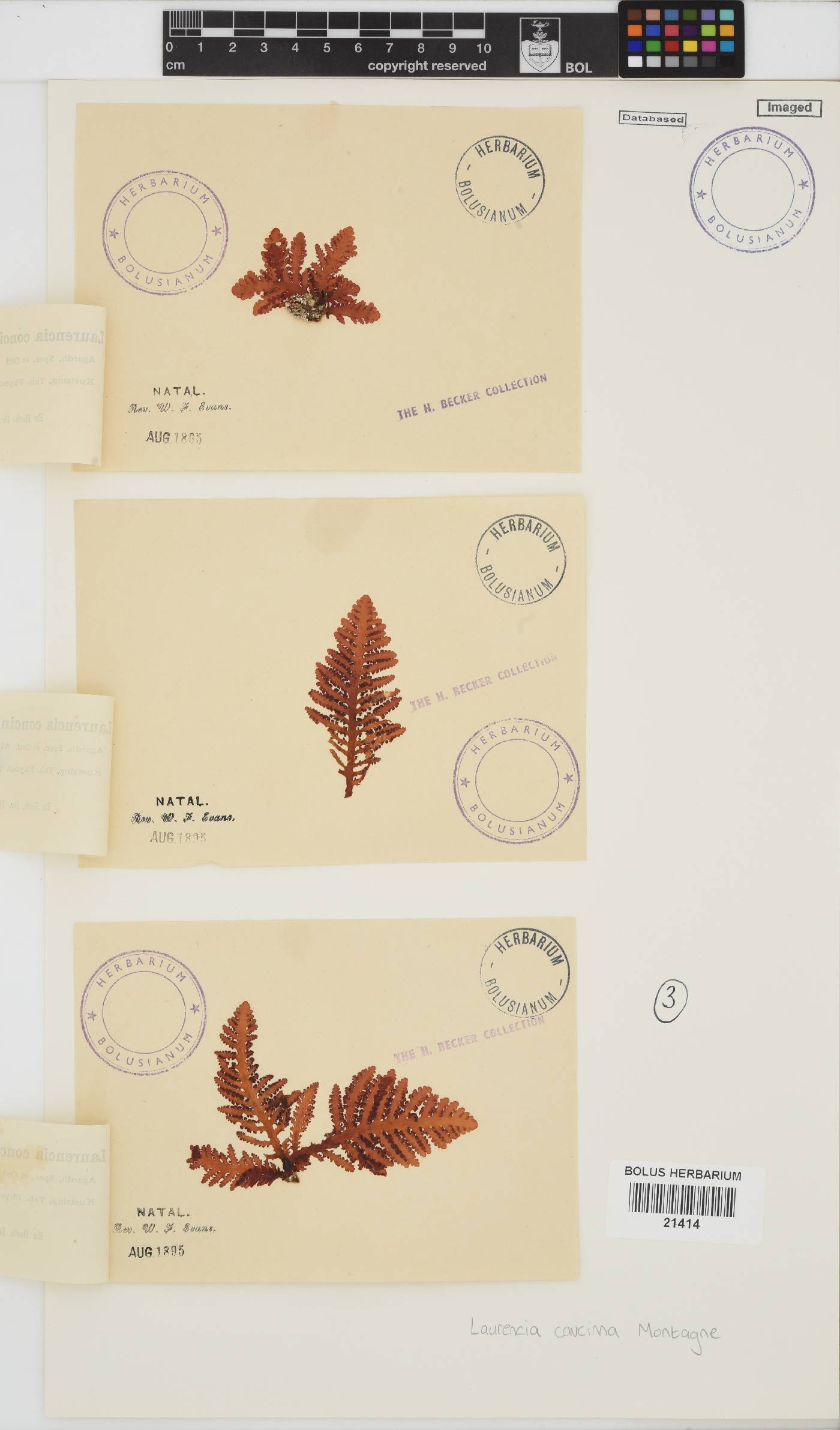 Laurencia brongniartii image