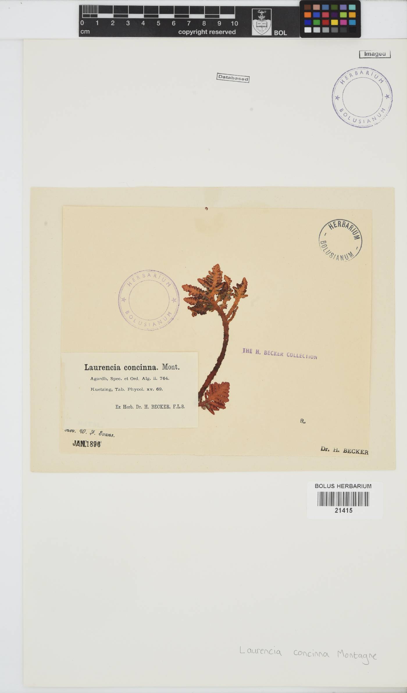 Laurencia brongniartii image
