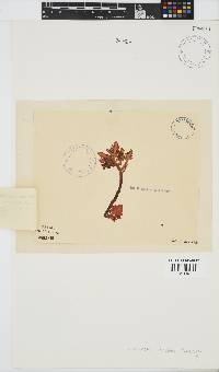 Laurencia brongniartii image
