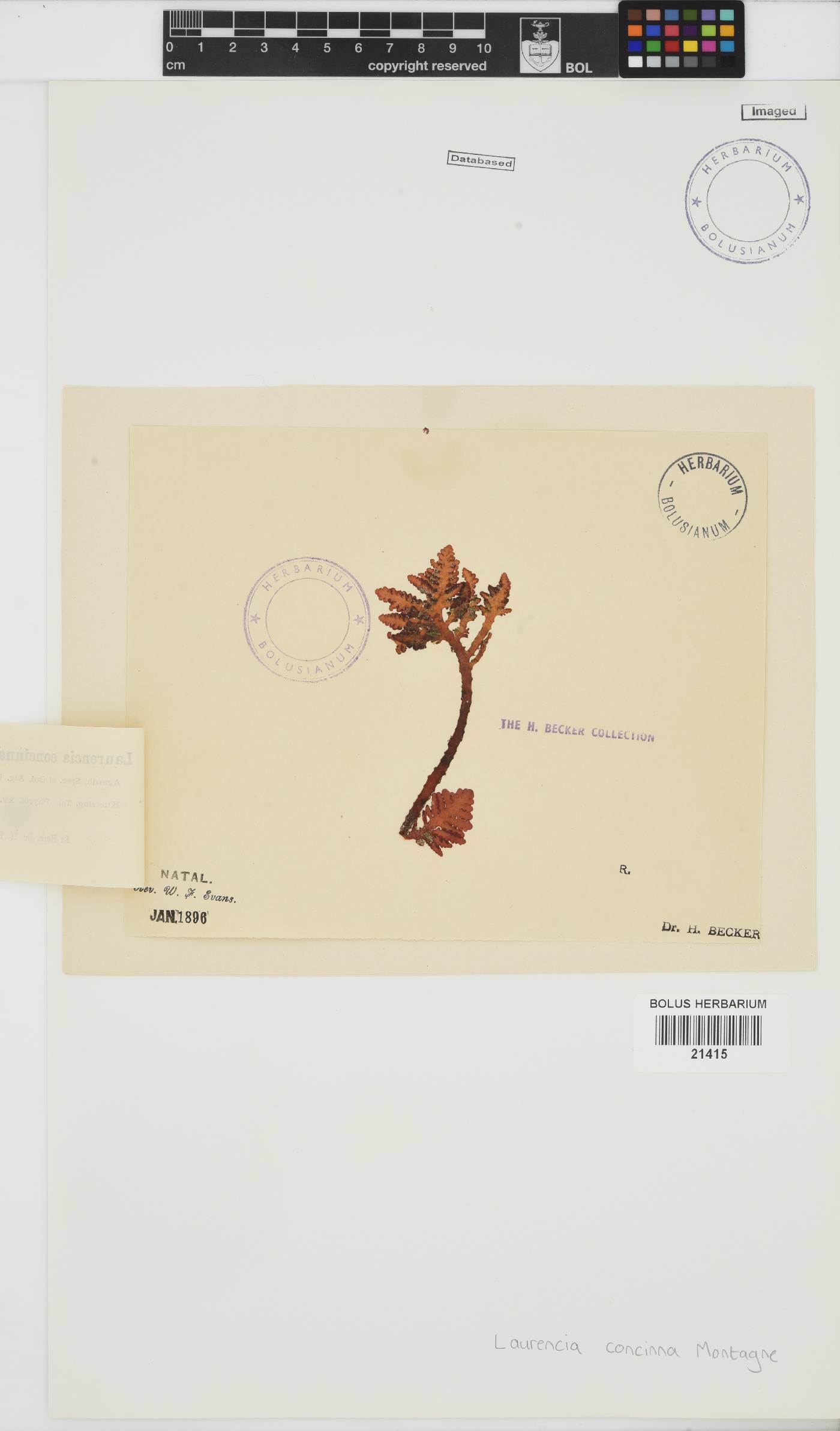 Laurencia brongniartii image