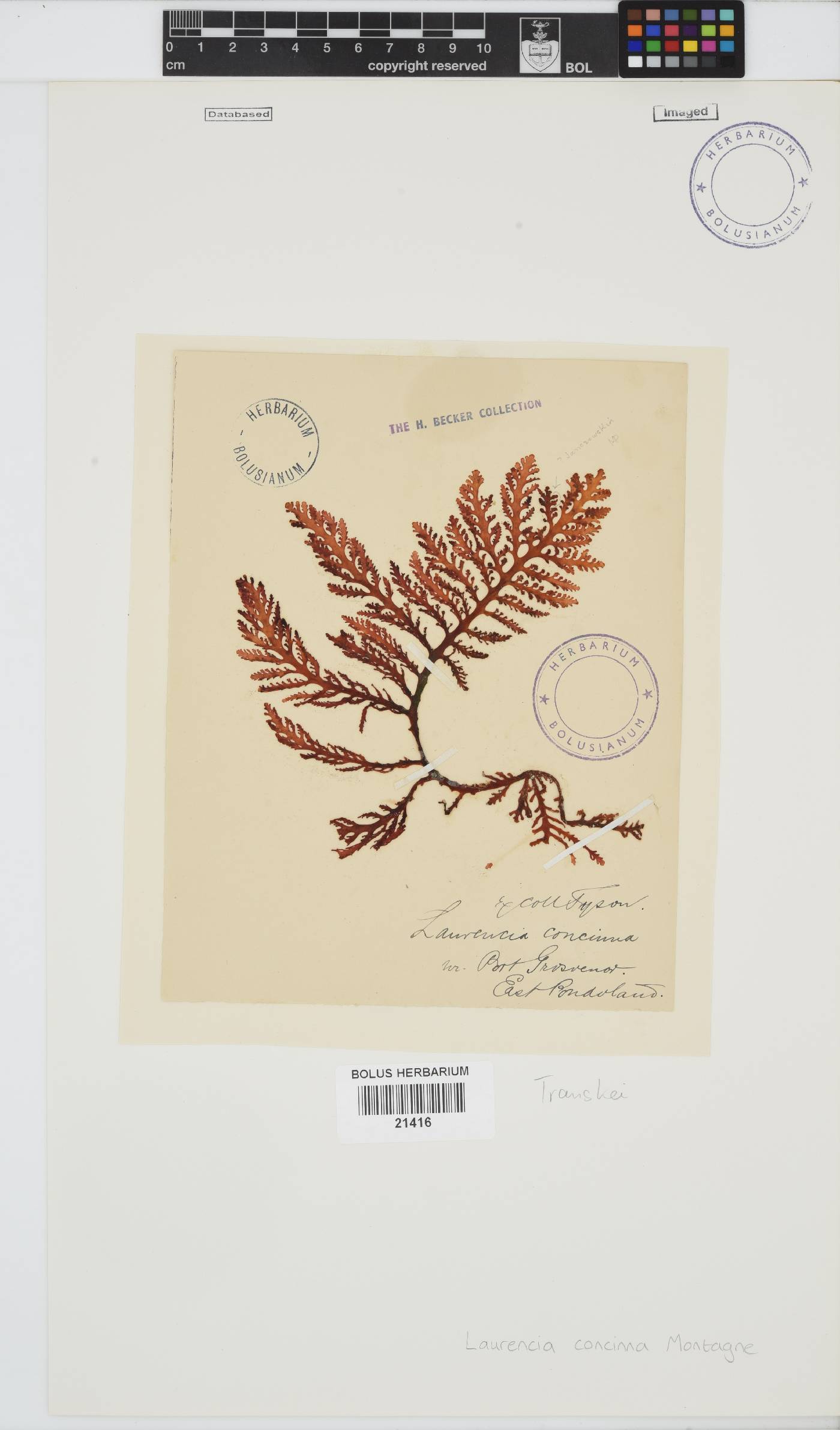 Laurencia brongniartii image
