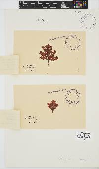 Laurencia brongniartii image