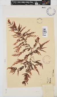 Laurencia corymbosa image