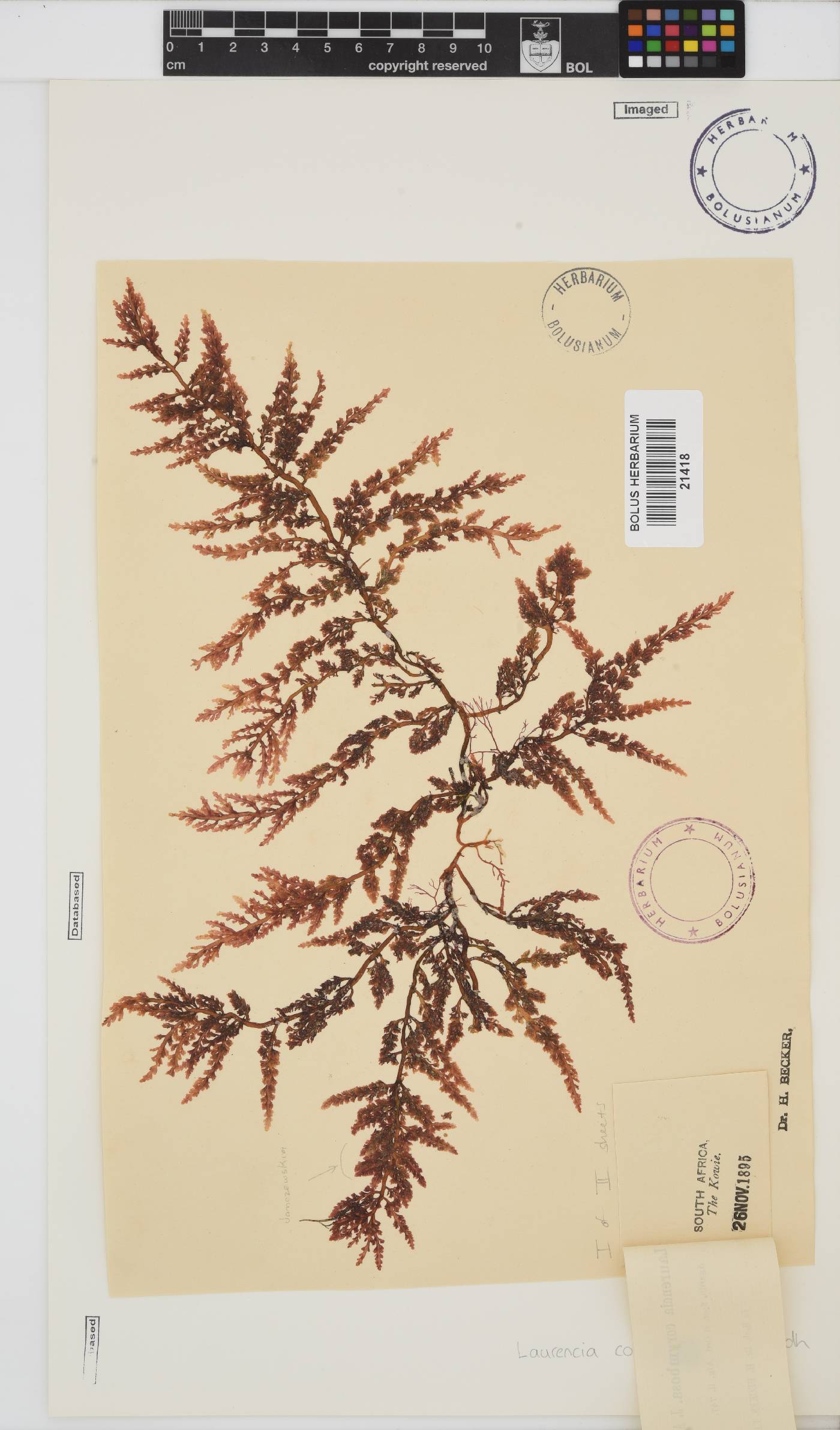 Laurencia corymbosa image