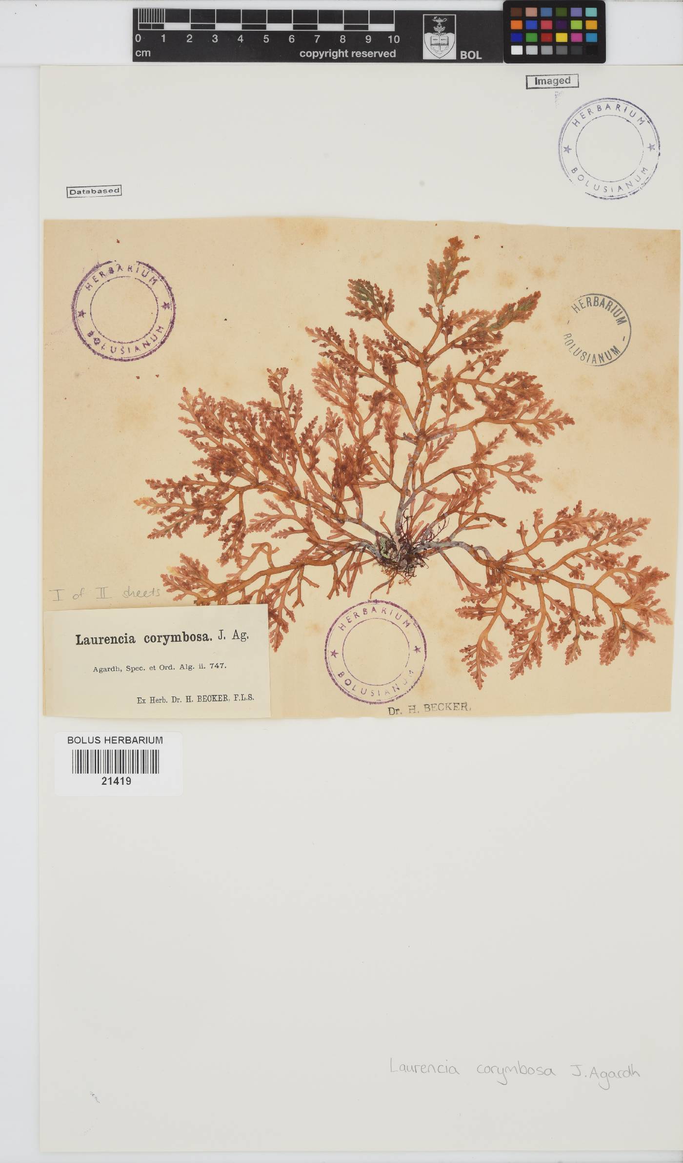 Laurencia corymbosa image