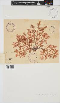 Laurencia corymbosa image