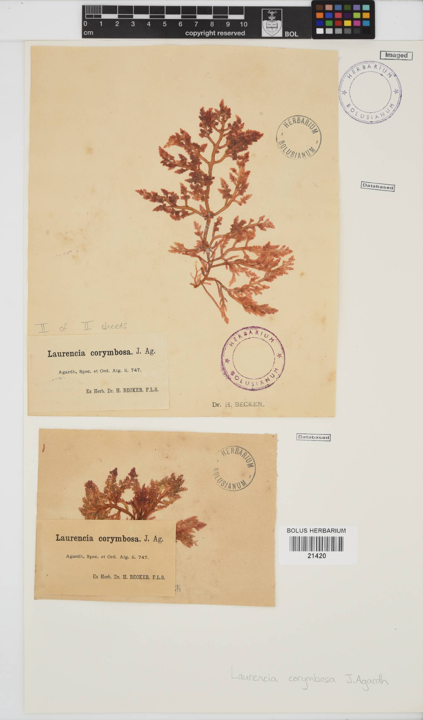 Laurencia corymbosa image