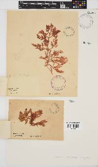 Laurencia corymbosa image