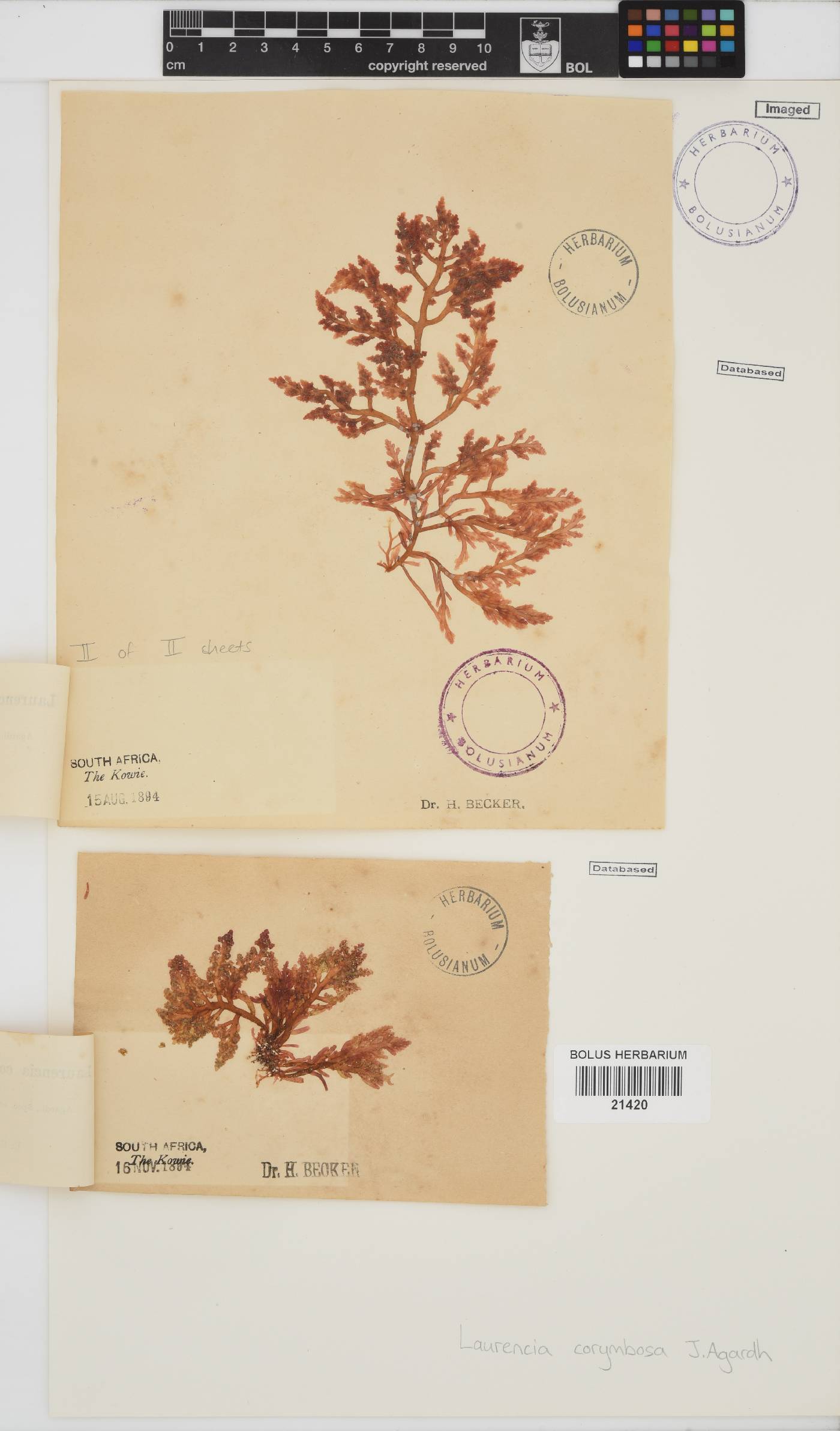 Laurencia corymbosa image