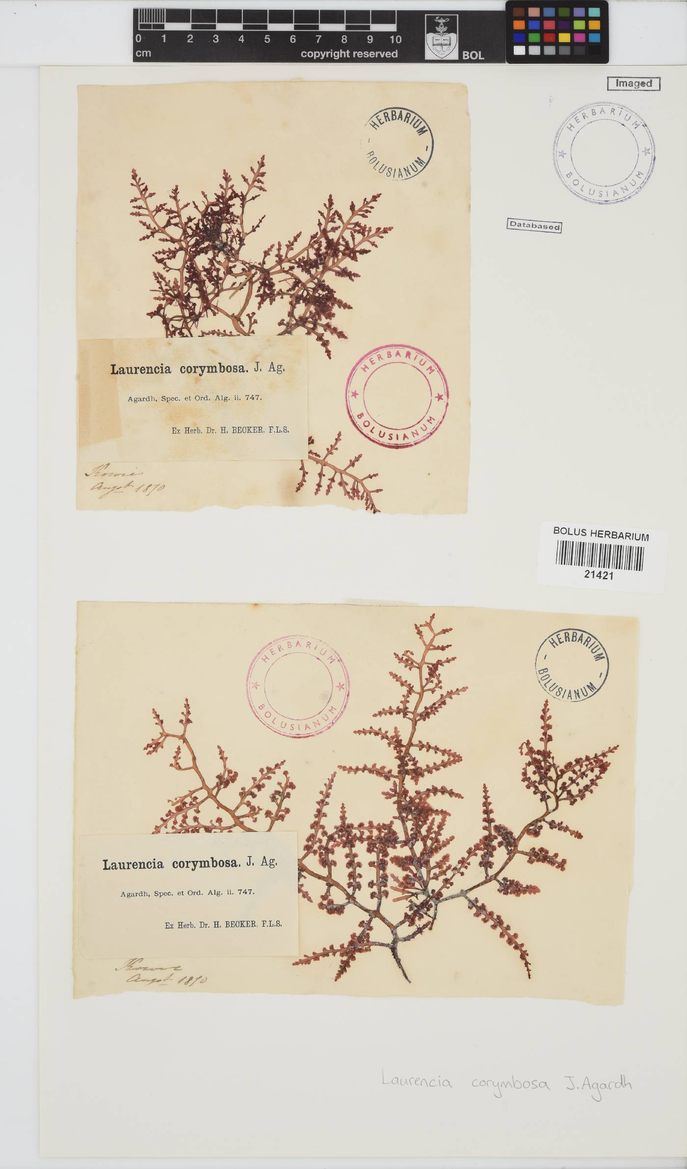 Laurencia corymbosa image
