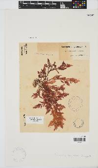 Laurencia corymbosa image