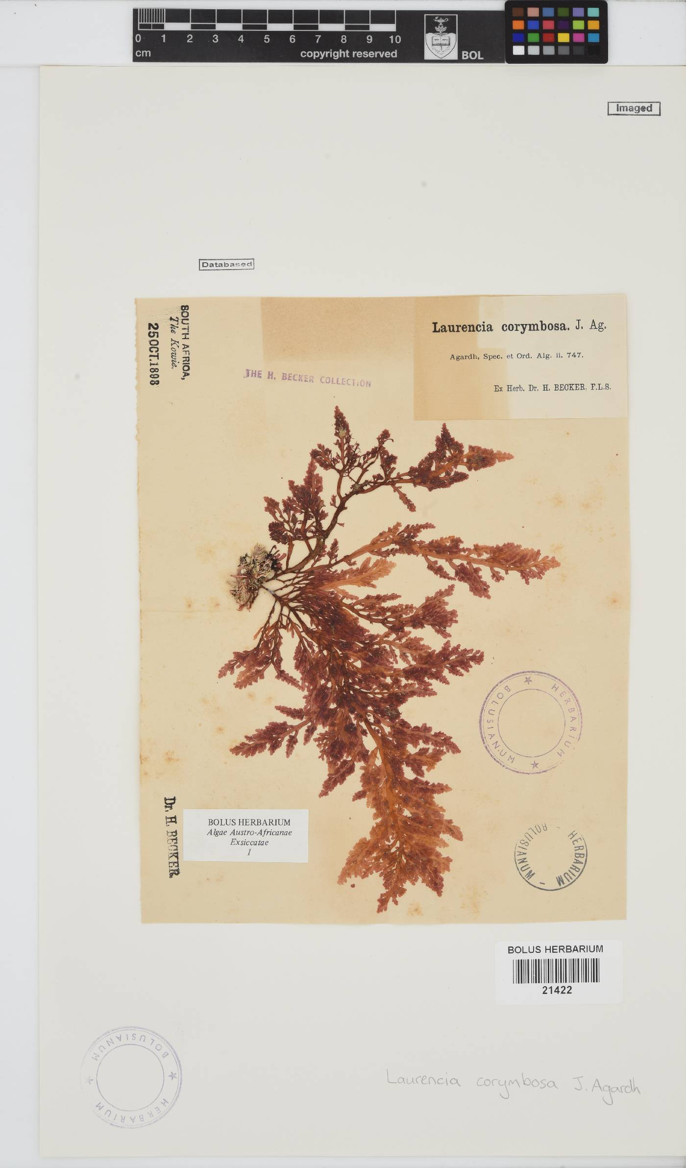 Laurencia corymbosa image