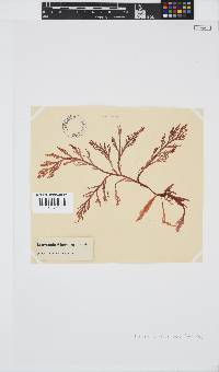 Laurencia flexuosa image