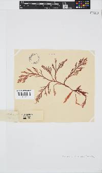 Laurencia flexuosa image