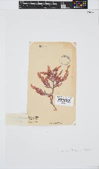 Laurencia flexuosa image