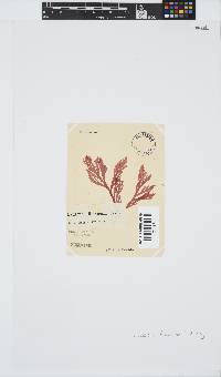 Laurencia flexuosa image