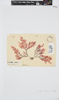 Laurencia flexuosa image