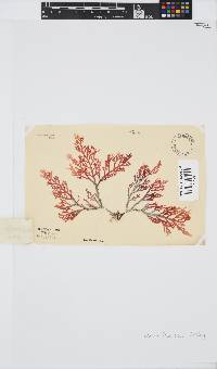 Laurencia flexuosa image
