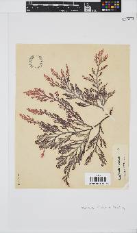 Laurencia flexuosa image