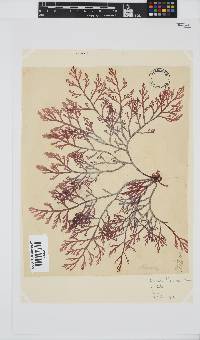 Laurencia flexuosa image