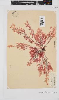 Laurencia flexuosa image