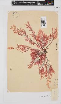 Laurencia flexuosa image