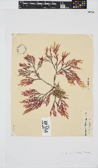 Laurencia flexuosa image